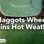 maggots wheelie bins hot weather