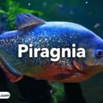 piragnia