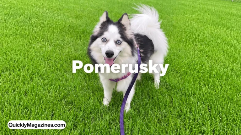 pomerusky