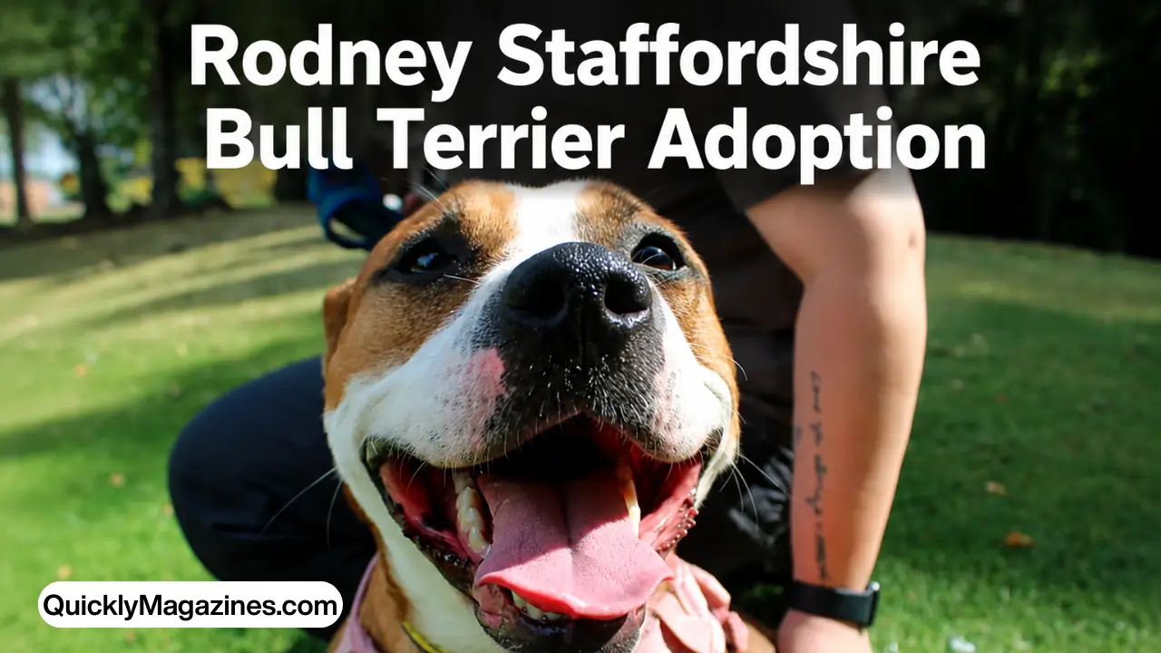 rodney staffordshire bull terrier adoption